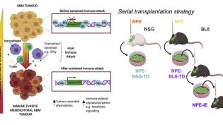 Graphical abstract and serial transplantation strategy of the work published in “Cell”