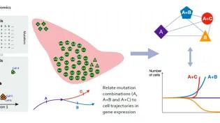 Graphical abstract of the work proposed by Dr Khamseh
