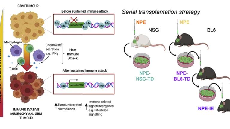 Graphical abstract and serial transplantation strategy of the work published in “Cell”