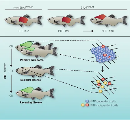 Zebrafish MITF-low melanoma models of human MITF-low melanoma (MITF is a transcription factor essential for melanocyte development and survival). While the bulk of the tumour is dependent on MITF activity, MITF-independent cells pre-exist and arise de novo in residual disease.